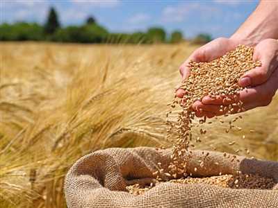 فروش بذر گندم آبی ترابی در کازرون