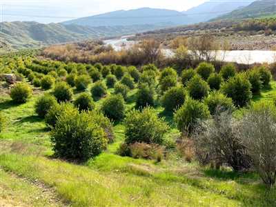 فروش باغ لیمو