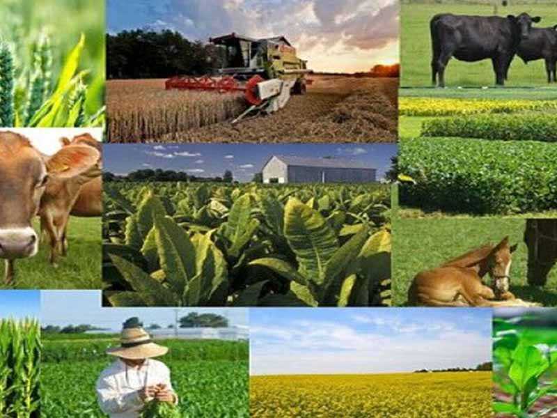 کشاورزی ، دامداری  و صنایع دستی کازرون