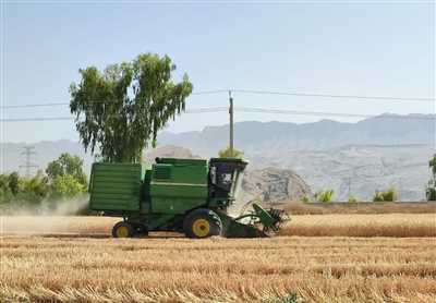 رشد ۱۰۰ درصدی تولید گندم در کازرون/ برداشت از ۳۴ هزار هکتار آغاز شد