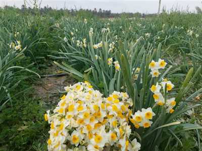 کازرون میزبان جشنواره ملی گل نرگس