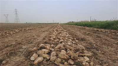 آوایِ کمباین‌ها در دلِ مزارع چغندر کازرون؛ نویدبخش فصلی لبریز از شهد و قند