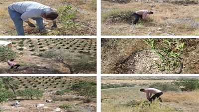 قلع و قمع بیش از ۱۵۰ اصله نهال مرکبات در کازرون‌