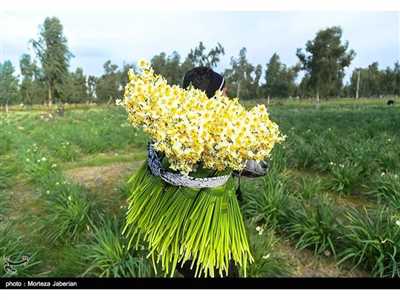 نرگس زار کازرون