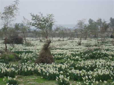 نرگس زار کازرون