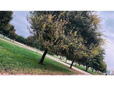 بوستان مردانی کازرون