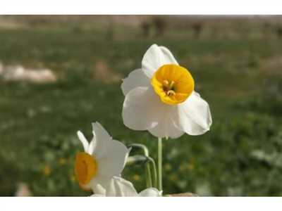 نرگس زار کازرون