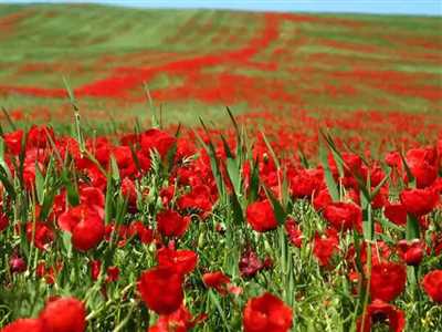 دریاچه پریشان کازرون