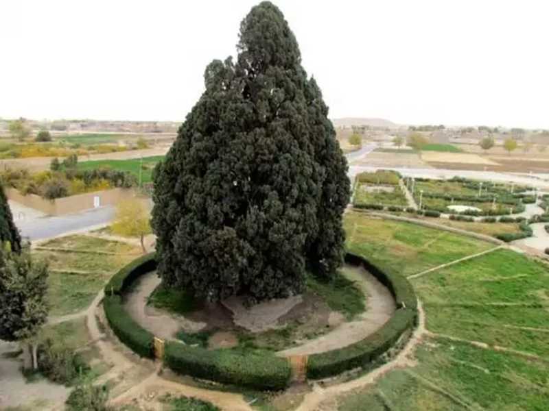 سرو کلانی کازرون