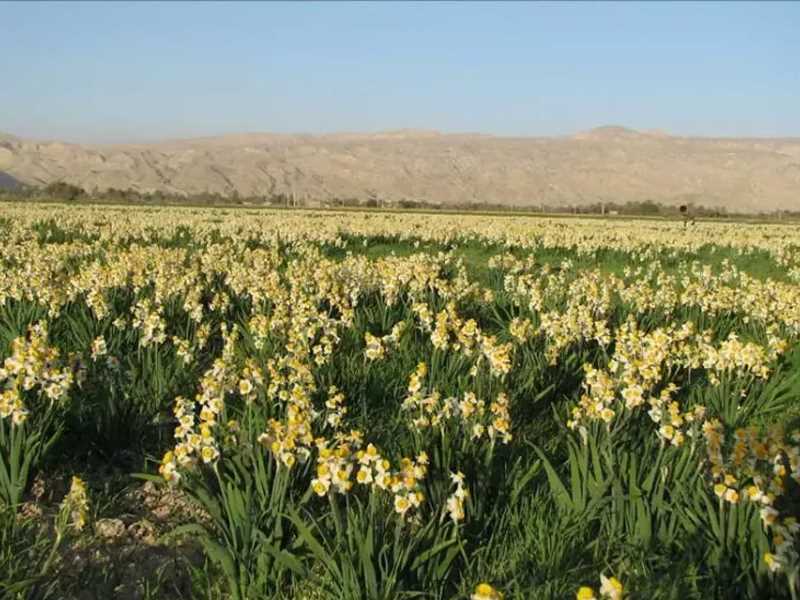 نرگس زار جره کازرون 