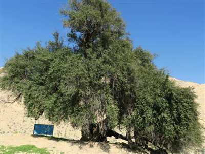 درخت کهنسال کنار مکتب شهرستان کازرون 