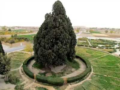 سرو کلانی کازرون