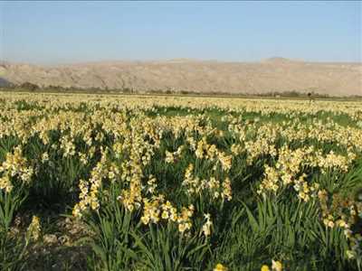 نرگس زار جره کازرون 
