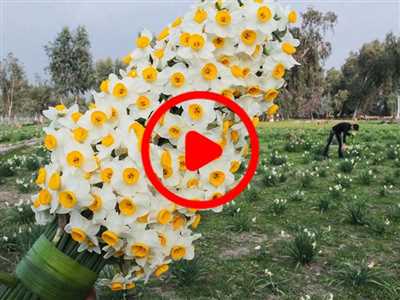  یه سفر به منطقه بسیار زیبای " نرگس زار کازرون "