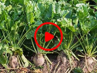 افزایش سطح زیرکشت چغندرقند پاییزه در کازرون